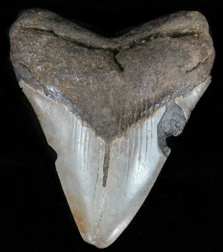 Juvenile Megalodon Tooth - Georgia #61699